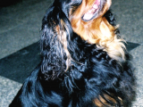 Ücretsiz Sahiplendirme Cavalier King Charles