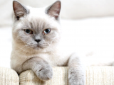 Ücretsiz Sahiplendirme British Shorthair