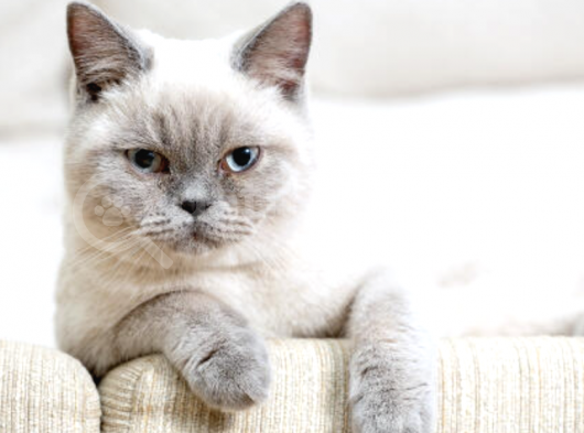 Ücretsiz Sahiplendirme British Shorthair görsel