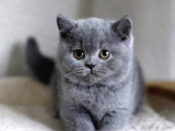 Ücretsiz Sahiplendirme British Shorthair