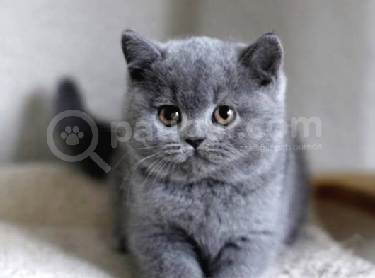 Ücretsiz Sahiplendirme British Shorthair