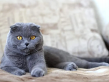 Ücretsiz Sahiplendirme Scottish Fold