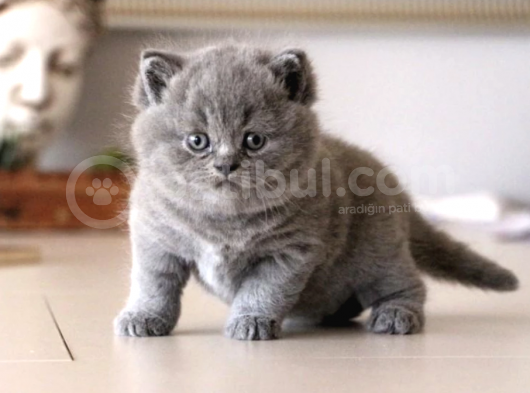 Ücretsiz sahiplendirme scottish fold