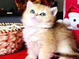 Safkan Bri golden Yavrular