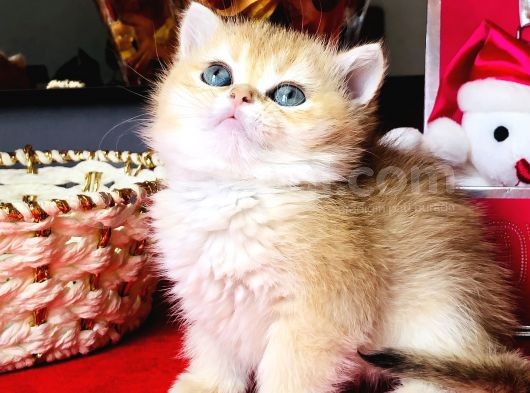 Safkan Bri Golden Yavrular