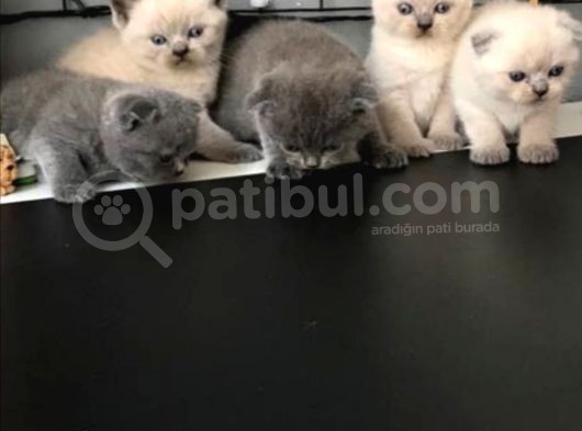 Yeni̇ Yuvasina Gi̇tmeye Hazir Scohti̇sh Fold Yavrular görsel