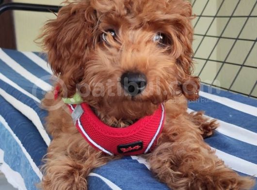 A Scr Muhteşem Toy Poodle  Yavrularimiz