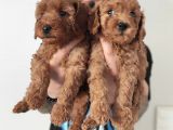 A Scr Muhteşem Toy Poodle  Yavrularimiz