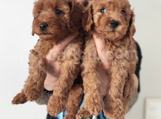A Scr Muhteşem Toy Poodle  Yavrularimiz görsel