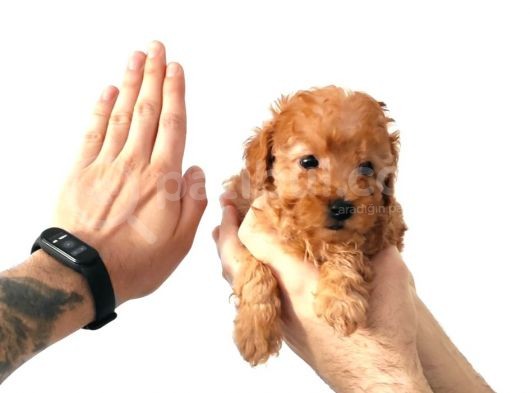 A Scr Muhteşem Toy Poodle  Yavrularimiz görsel