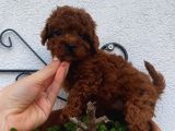 Red Brown Toy Poodle Yavrular