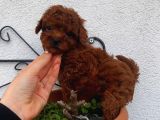 Red Brown Toy Poodle Yavrular