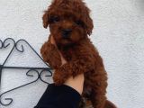 RED BROWN TOY POODLE YAVRULAR