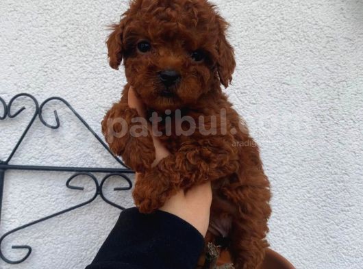 Red Brown Toy Poodle Yavrular