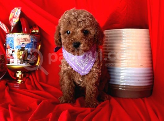Koyu Renkli Poodle görsel