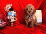 Pati izi poodle