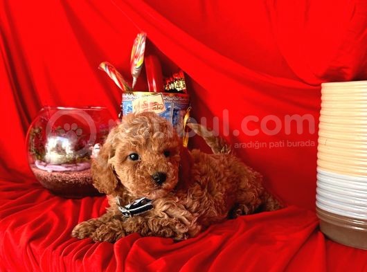 Pati Izi Poodle görsel
