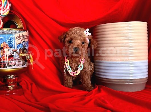 Koyu Renkli Poodle
