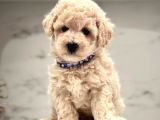 Evimin Nesesi Maltipoo
