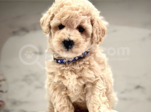 Evimin Nesesi Maltipoo görsel