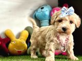 Güzellik Abidesi Maltipoo