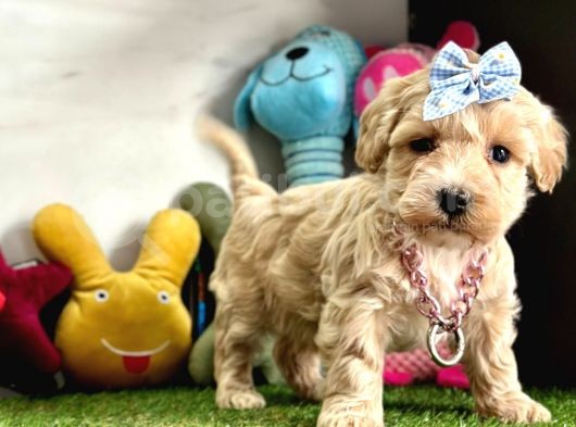 Güzellik Abidesi Maltipoo görsel