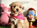 Güzellik abidesi Maltipoo