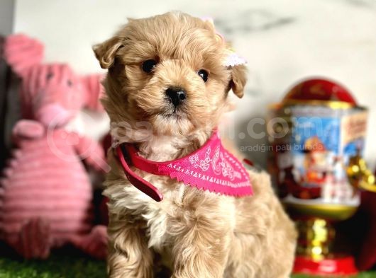 Güzellik Abidesi Maltipoo