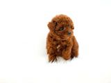 KORE KANI  TOY POODLE YAVRULARİMİZ