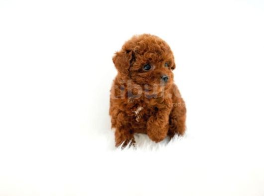 Kore Kani  Toy Poodle Yavrulari̇mi̇z