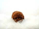 Kore Kani  Toy Poodle Yavrulari̇mi̇z