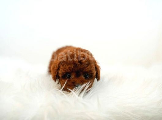 Kore Kani  Toy Poodle Yavrulari̇mi̇z görsel