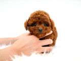 Kore Kani  Toy Poodle Yavrulari̇mi̇z