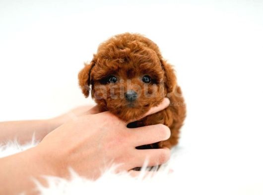 Kore Kani  Toy Poodle Yavrulari̇mi̇z görsel