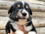 Dunyani̇n En Zeki̇ Irki Border Collie