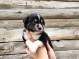Dunyani̇n En Zeki̇ Irki Border Collie