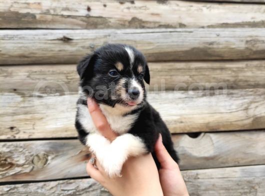 Dunyani̇n En Zeki̇ Irki Border Collie görsel