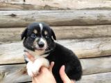 Dunyani̇n En Zeki̇ Irki Border Collie