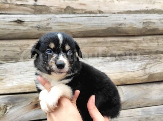 Dunyani̇n En Zeki̇ Irki Border Collie görsel