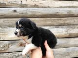 Dunyani̇n En Zeki̇ Irki Border Collie