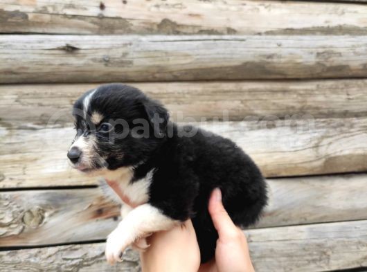 Dunyani̇n En Zeki̇ Irki Border Collie görsel