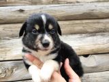 Dunyani̇n En Zeki̇ Irki Border Collie