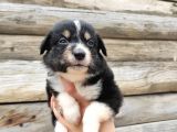 DUNYANİN EN ZEKİ IRKI BORDER COLLIE