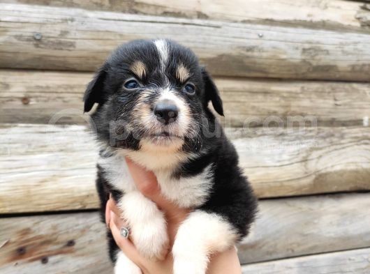 Dunyani̇n En Zeki̇ Irki Border Collie