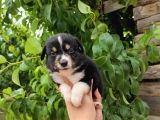 Dunyani̇n En Zeki̇ Irki Border Collie