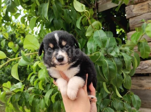 Dunyani̇n En Zeki̇ Irki Border Collie görsel