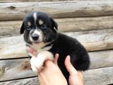 Dunyani̇n En Zeki̇ Irki Border Collie