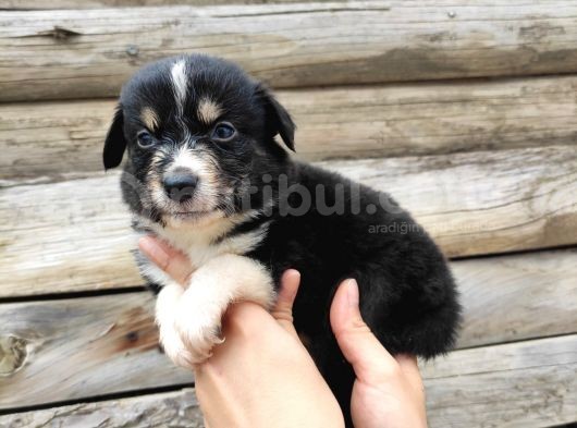 Dunyani̇n En Zeki̇ Irki Border Collie görsel