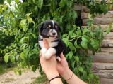 Dunyani̇n En Zeki̇ Irki Border Collie