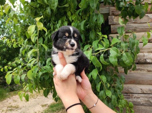 Dunyani̇n En Zeki̇ Irki Border Collie görsel